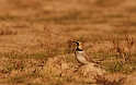Shore lark - C